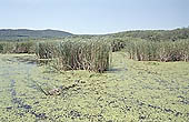 Sozopol, the mouth of the Ropotamo River natural reserve